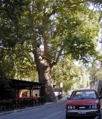 Plane Platanus orientalis